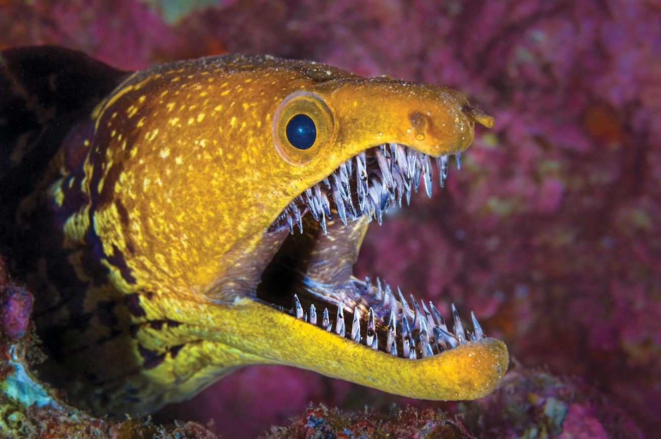 How to Photograph Eels | Scuba Diving