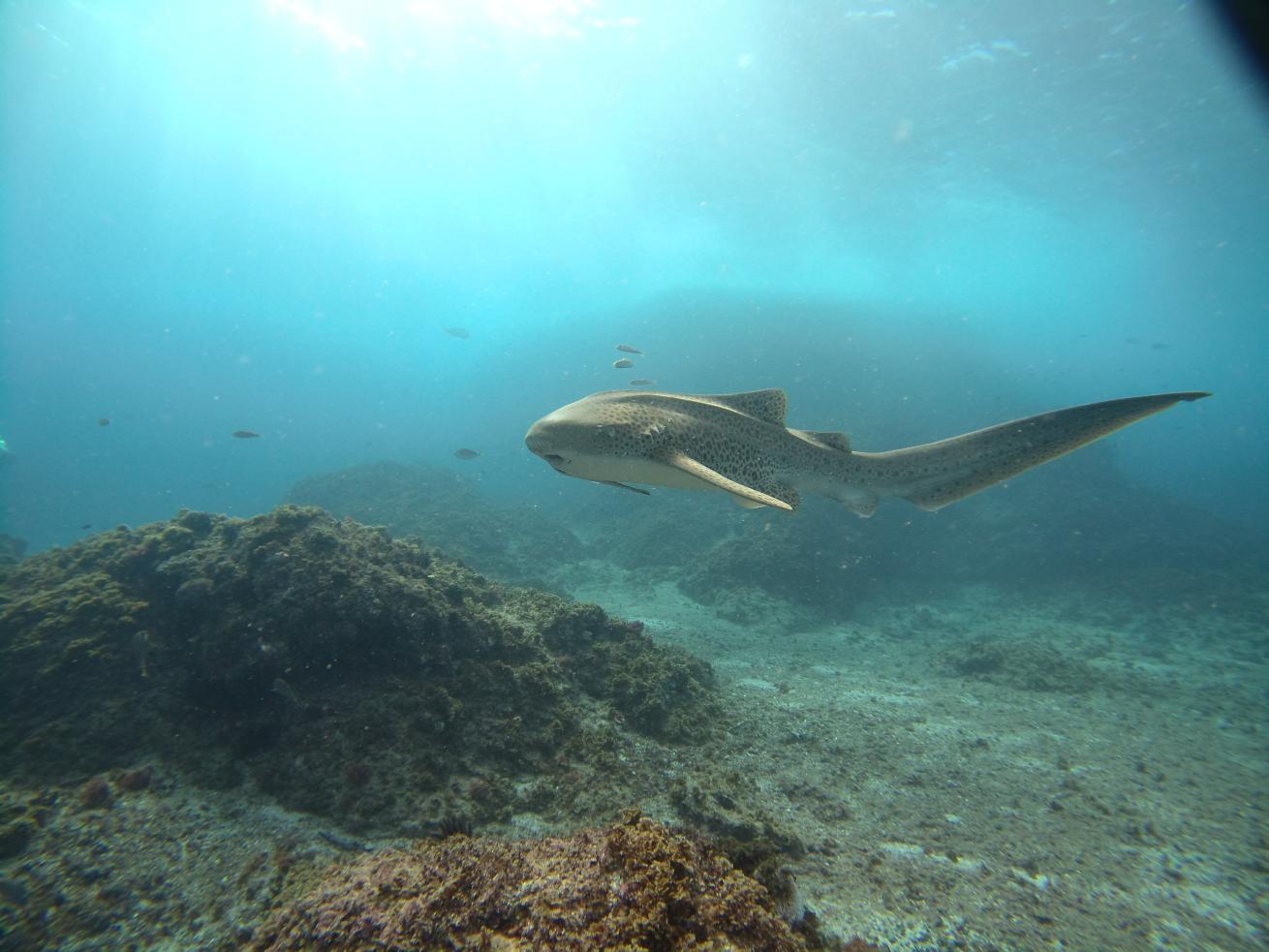 From December through May, Julian Rocks hosts one of the largest known aggregations of leopard sharks.
