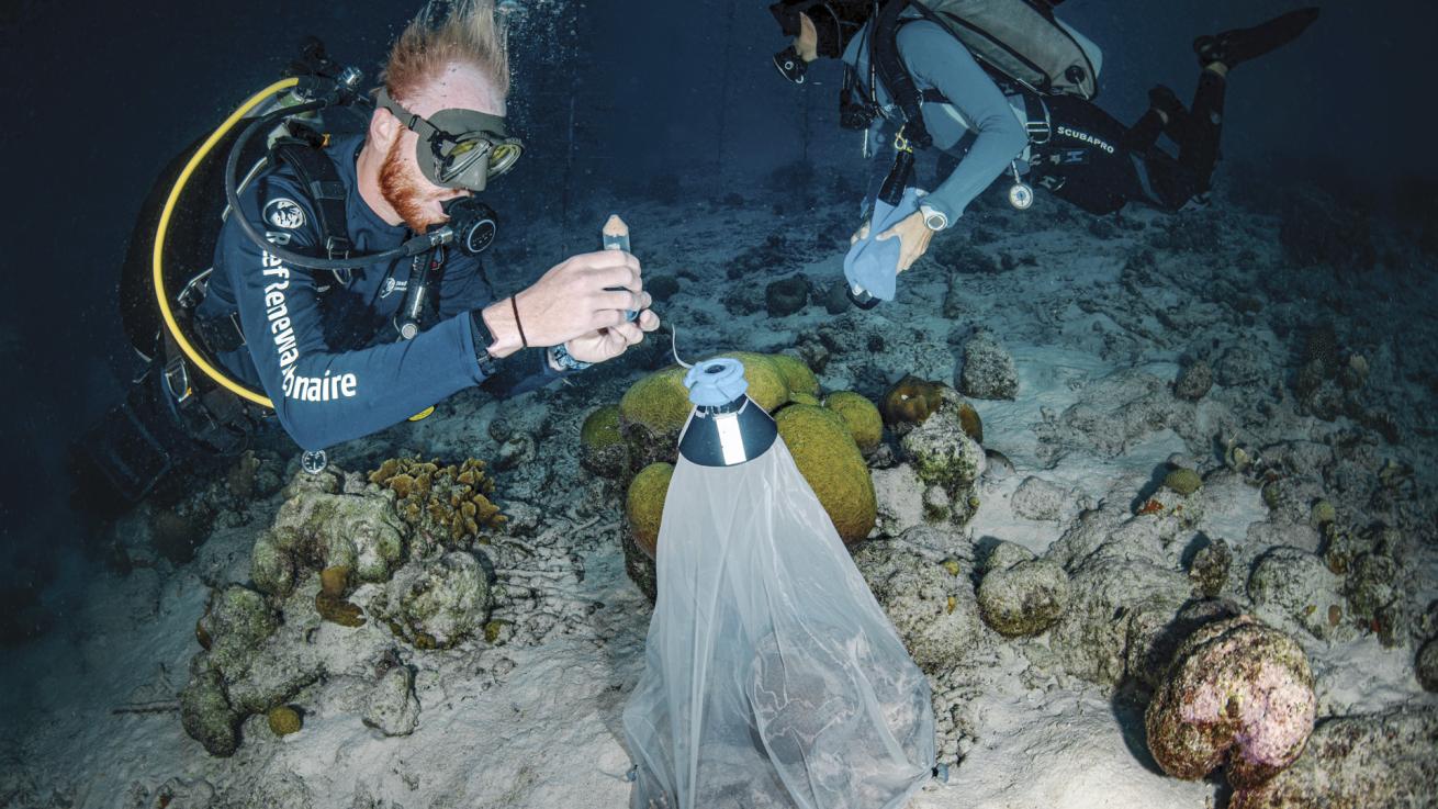 A Reef Renewal Foundation Bonaire diver collects brain coral spawn in a special net to aid in fertilization.