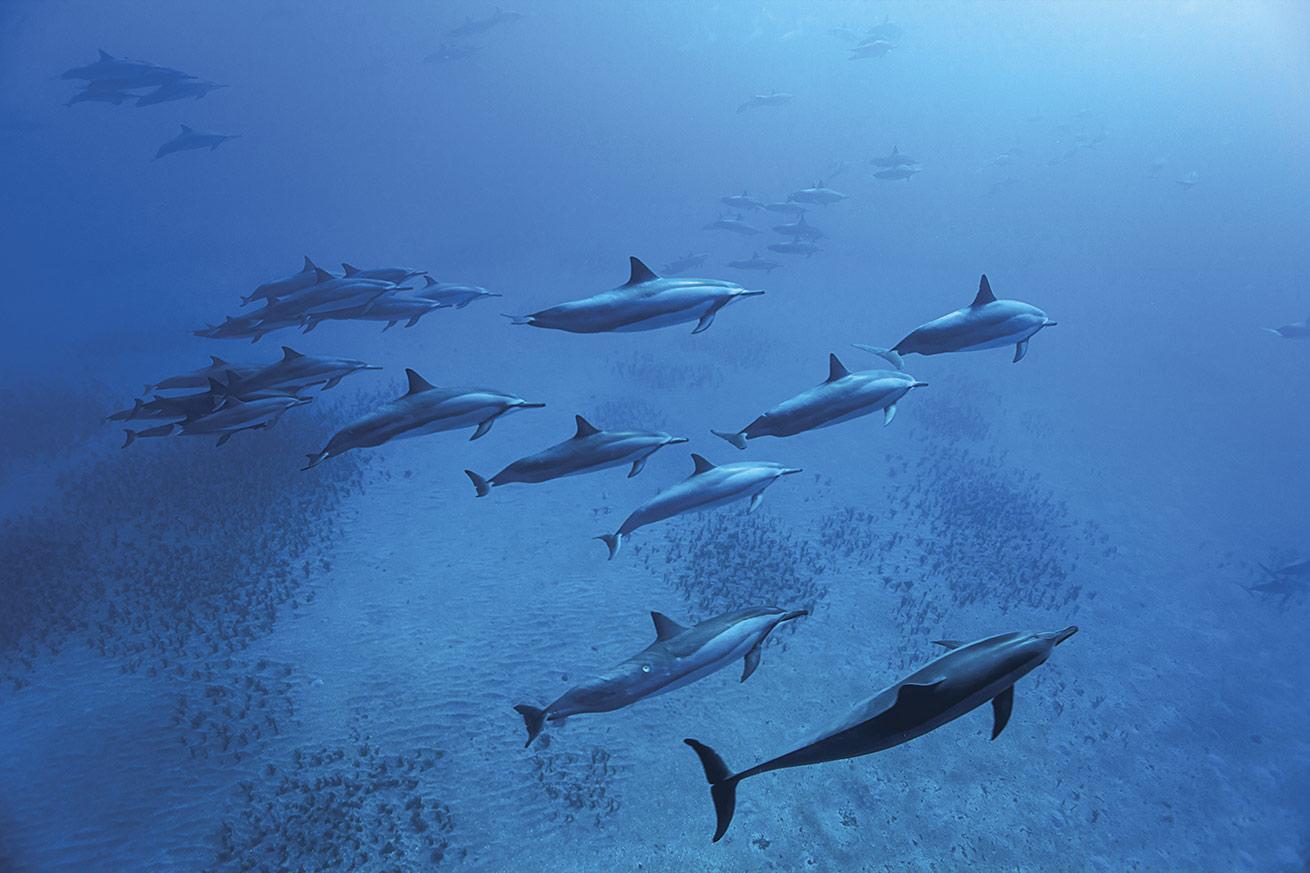 Dolphins play in the water off the coast of Kona, Hawaii.