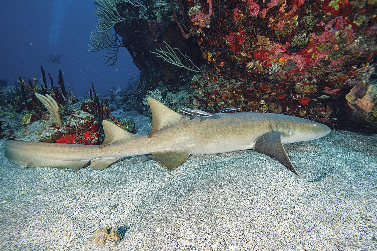 Nurse sharks often rest on the hardened lava flow around Statia.