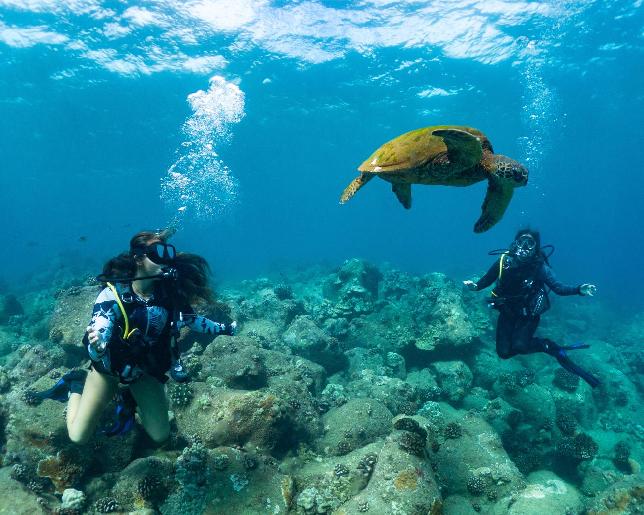 Divers with sea turtle in Kauai, Hawaii