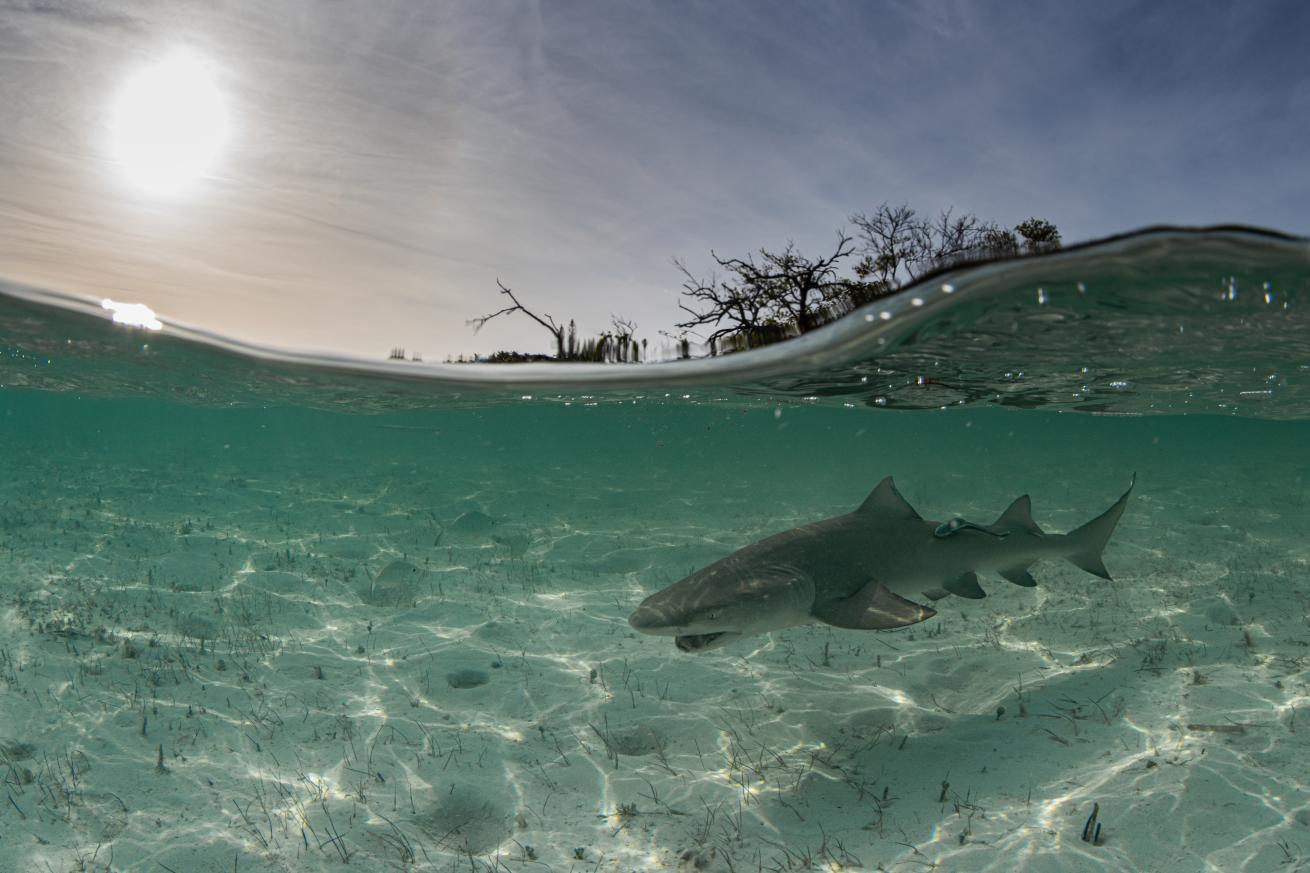 A juvenile shark swims in the shallows near shore, where mangroves provide habitat and protection.