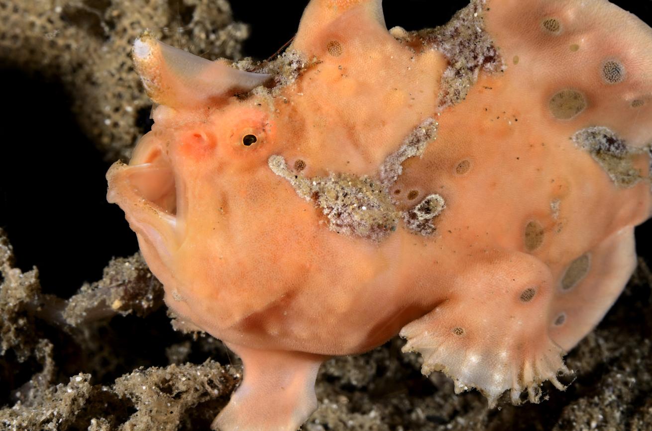 Whip coral