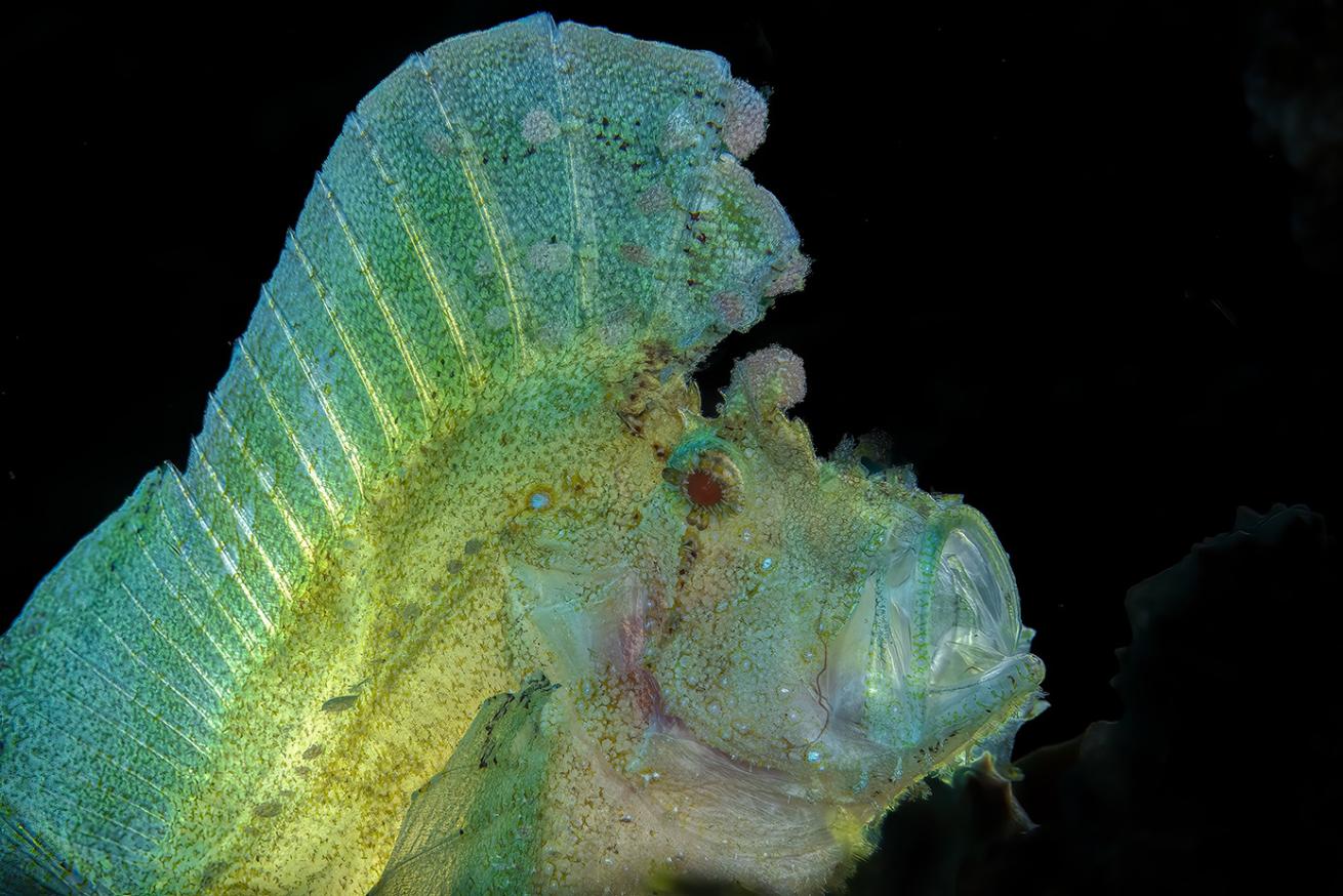 Leaf scorpionfish