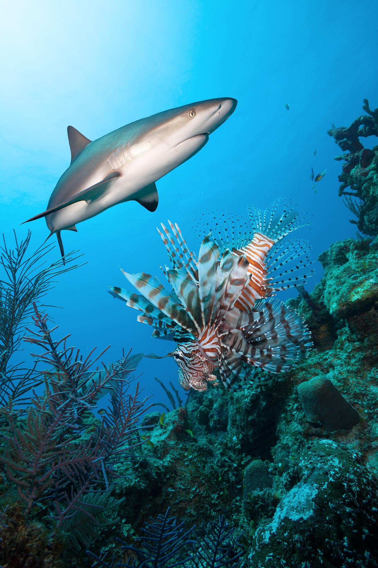 a reef shark swims over a lionfish