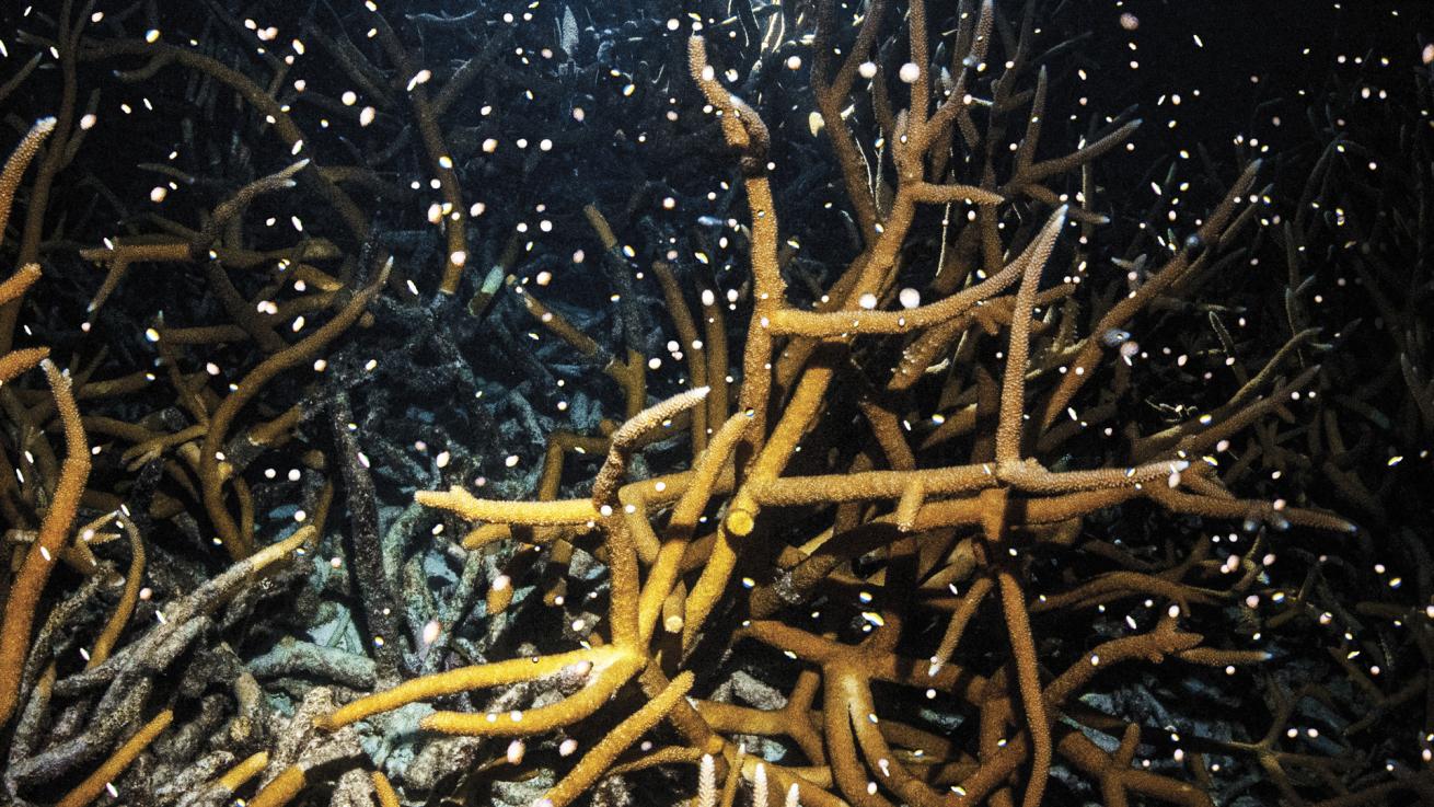 Staghorn coral spawns during a night dive off Bonaire.