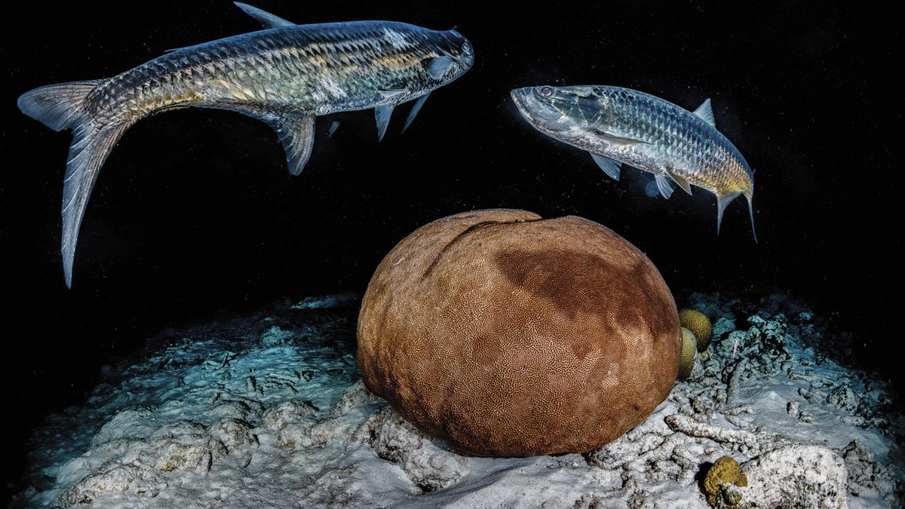 Tarpon hunt during the night beside a brain coral.
