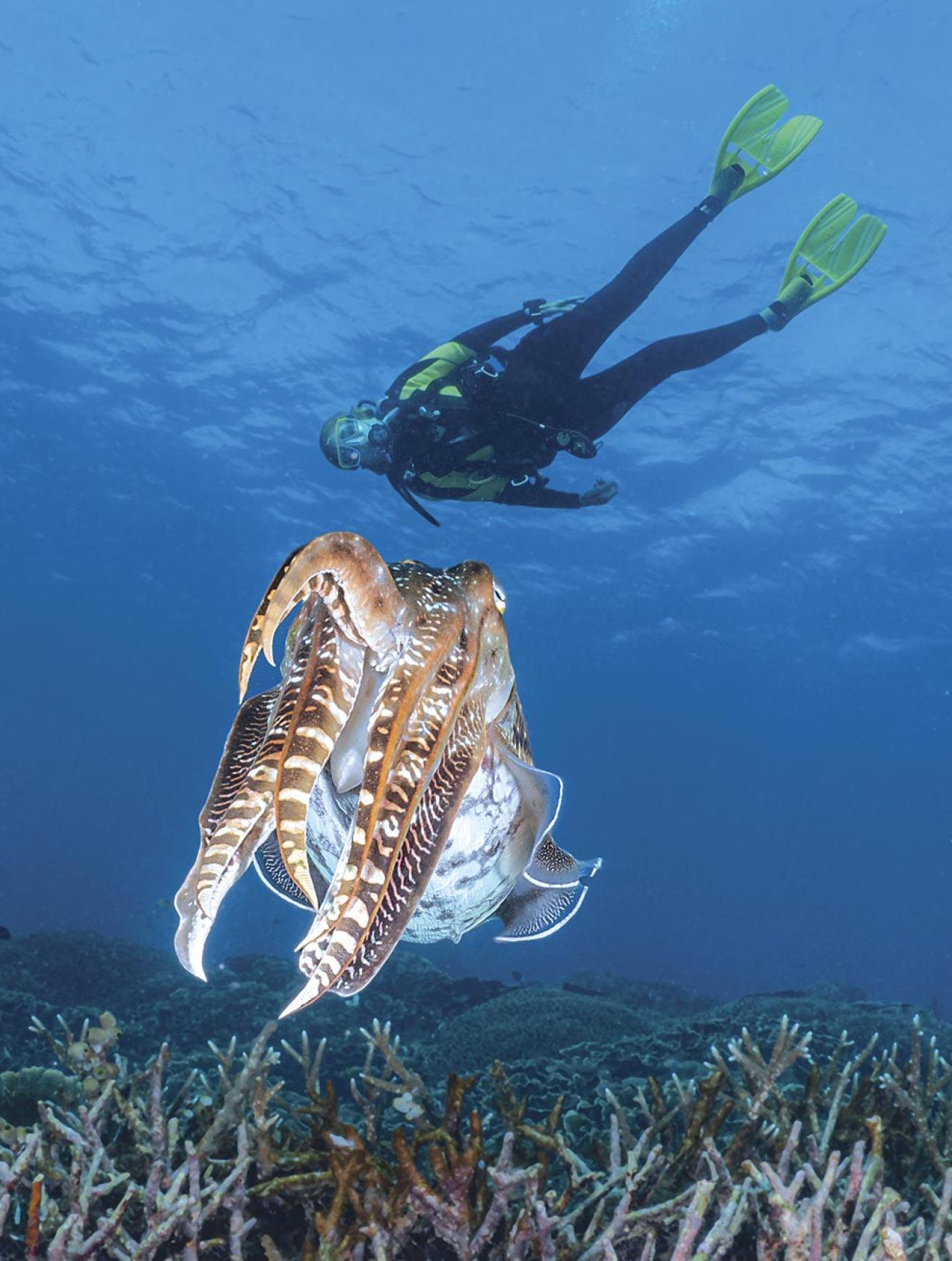 a diver swimming with a cuttlefish