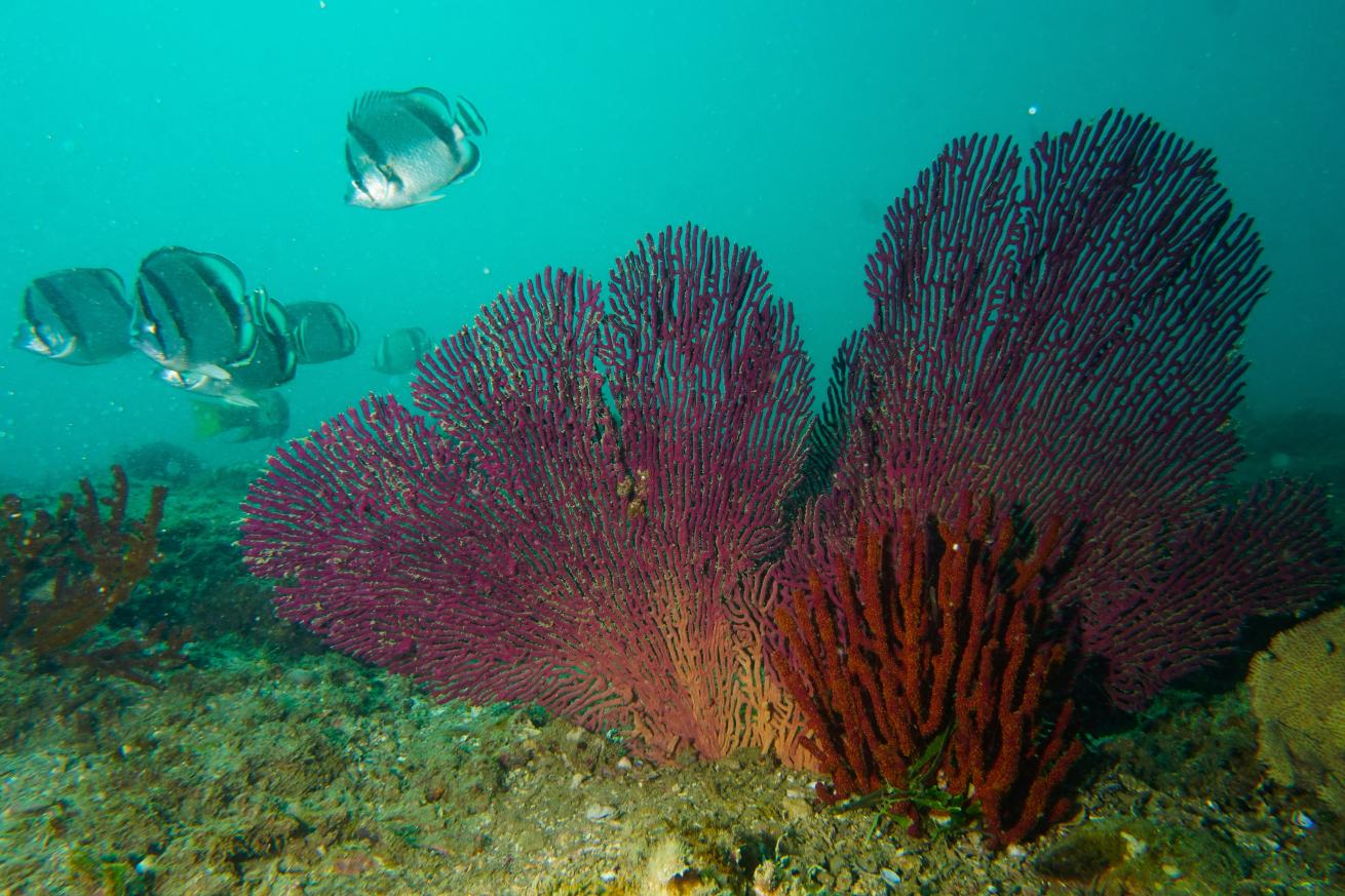 Butterflyfishes and soft pink corals fill the underwater landscape of Punta Veleros Reef in Piura.