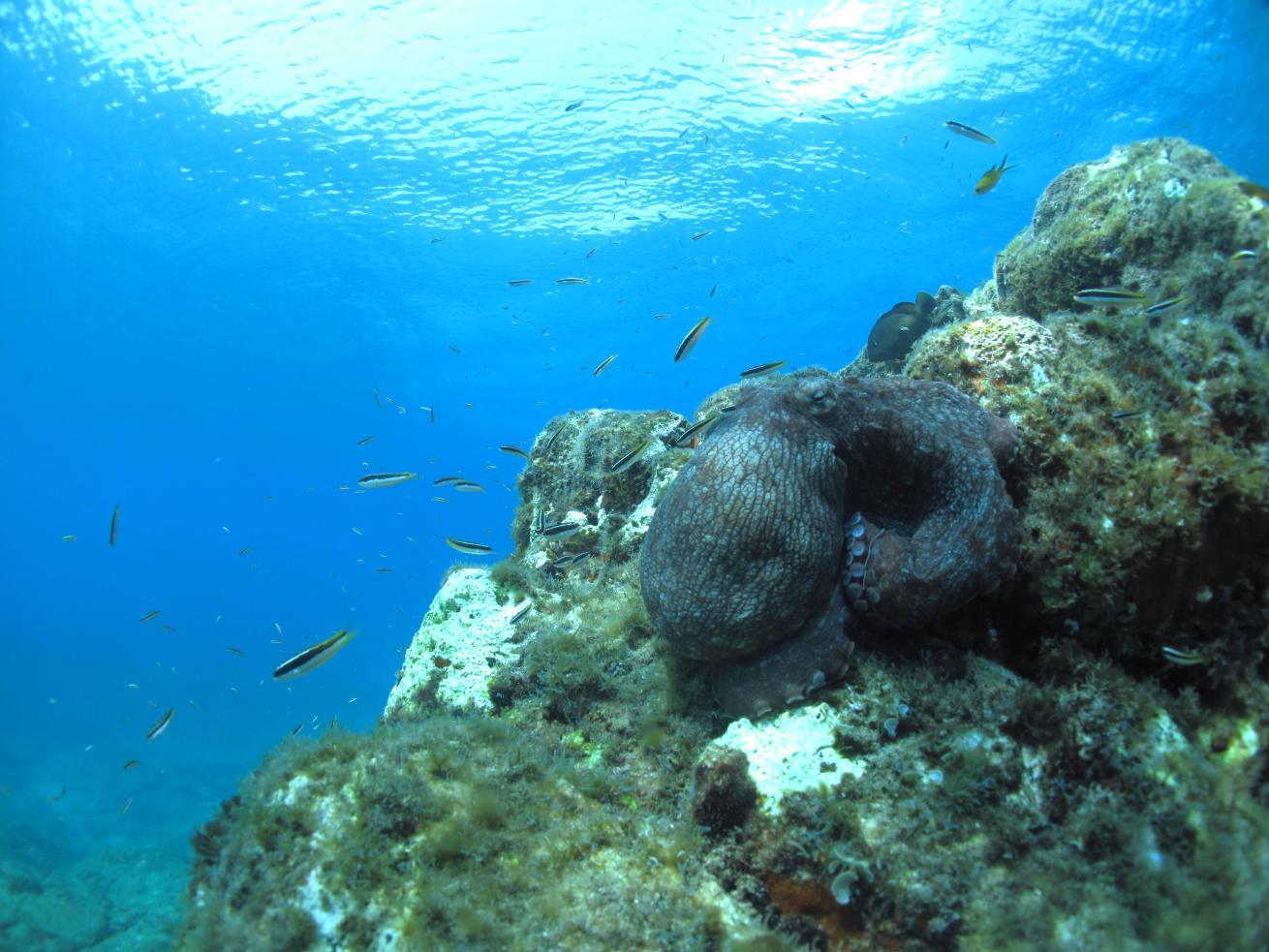 An octopus blends in with its surroundings at Fernando do Noronha.