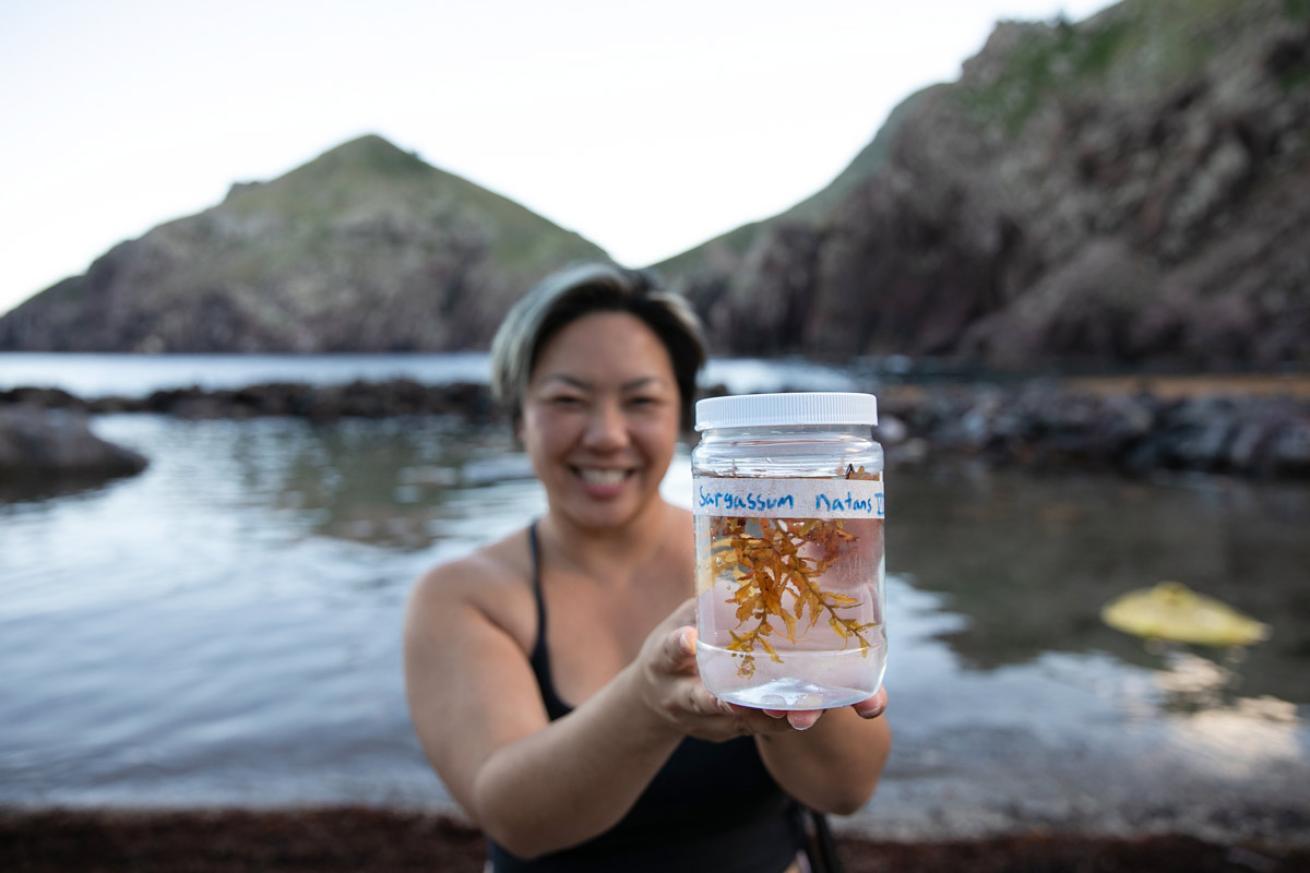 a sargassum specimen