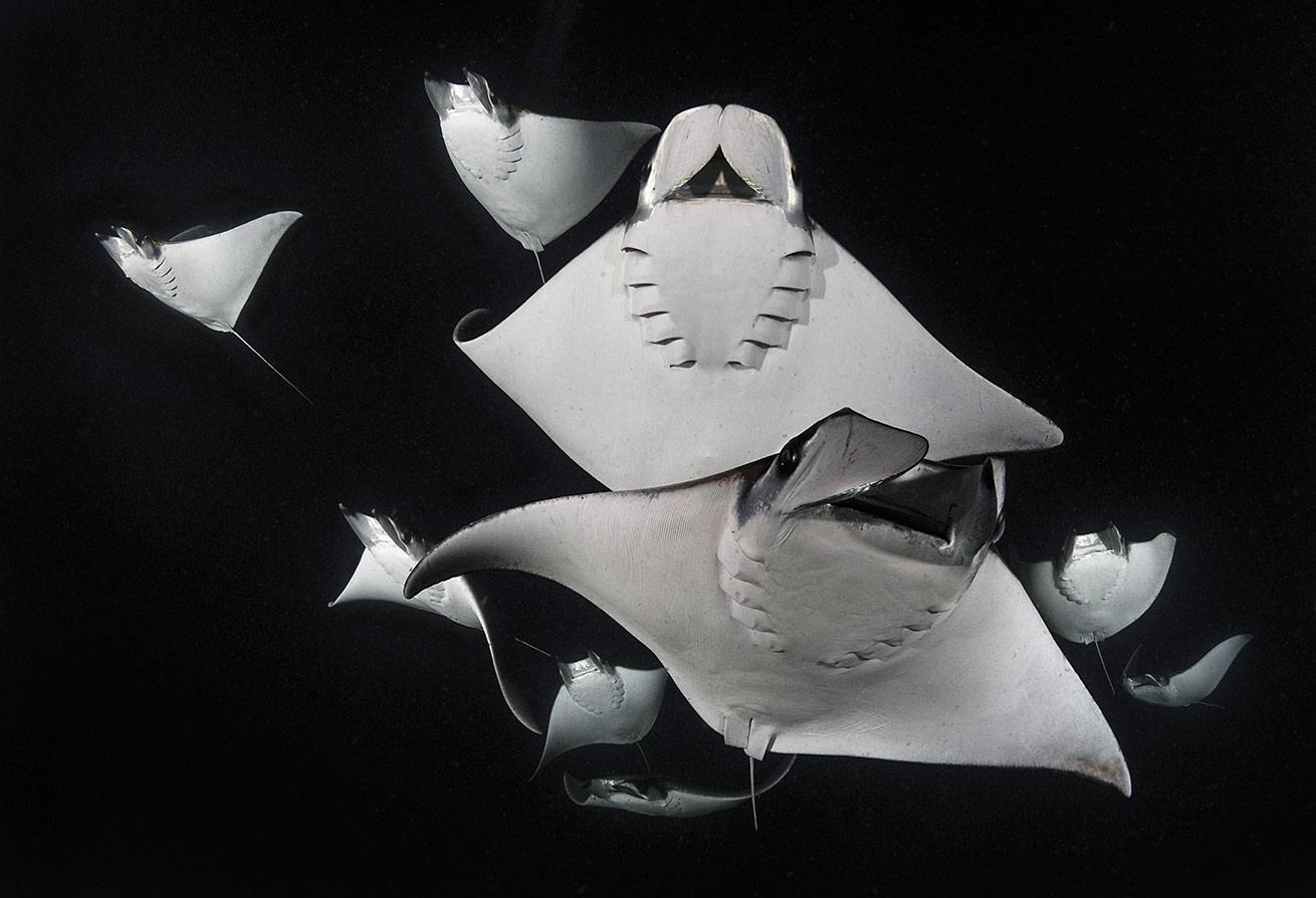 Smoothtail mobula rays feed on plankton during a Sea of Cortez night dive.