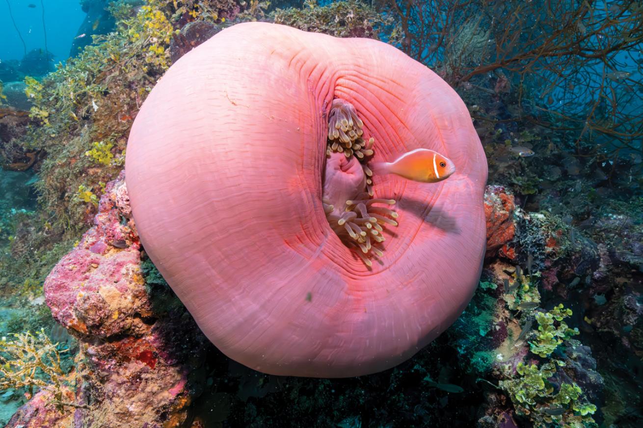 Anemones frequently adorn the wrecks of Chuuk Lagoon