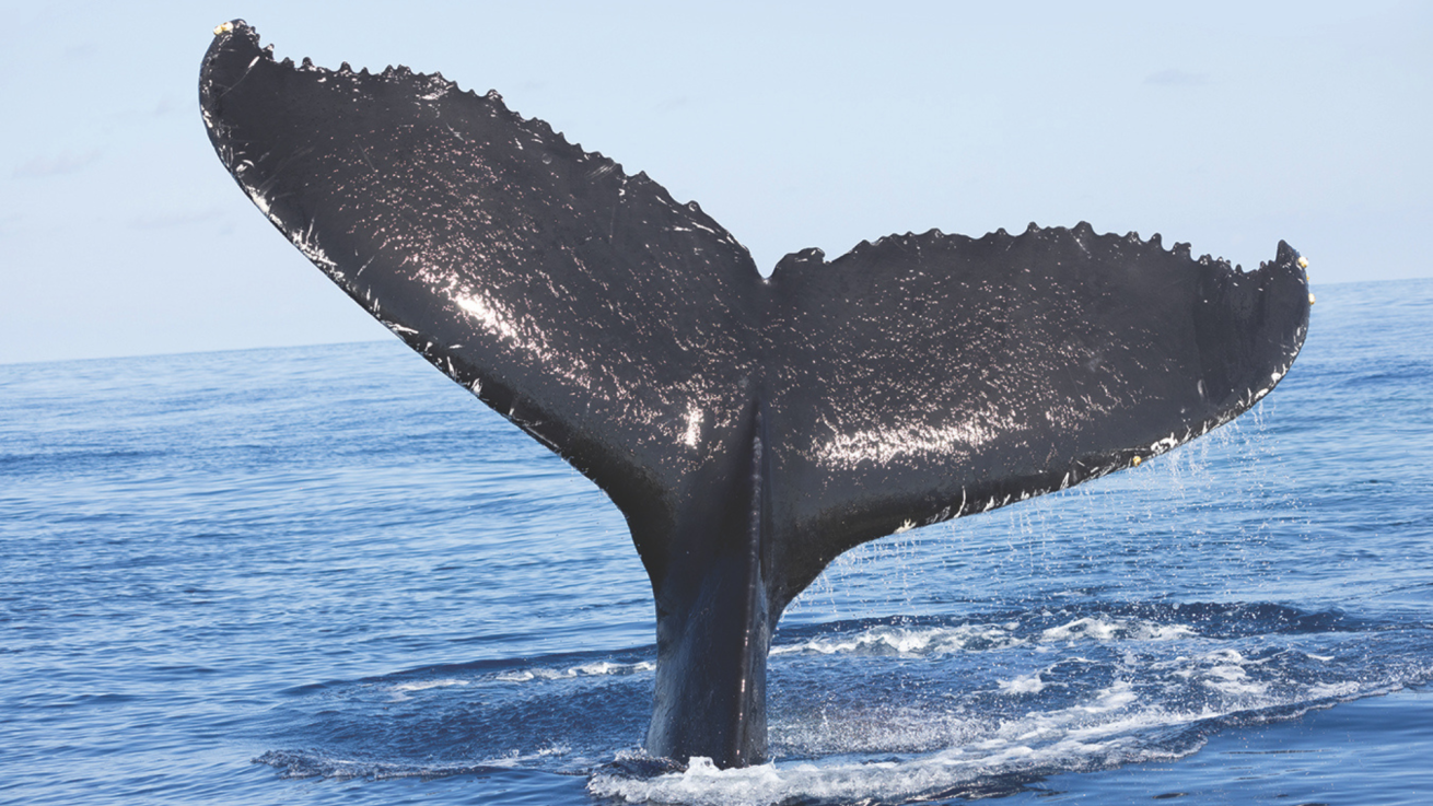 A whale tail in the water