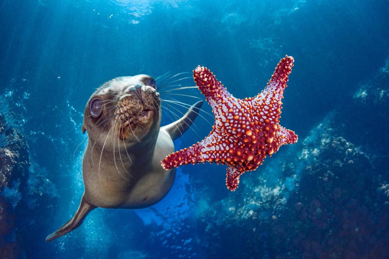 Get ready for a journey into the heart of one of the world’s most biodiverse oceans, the Sea of Cortez.