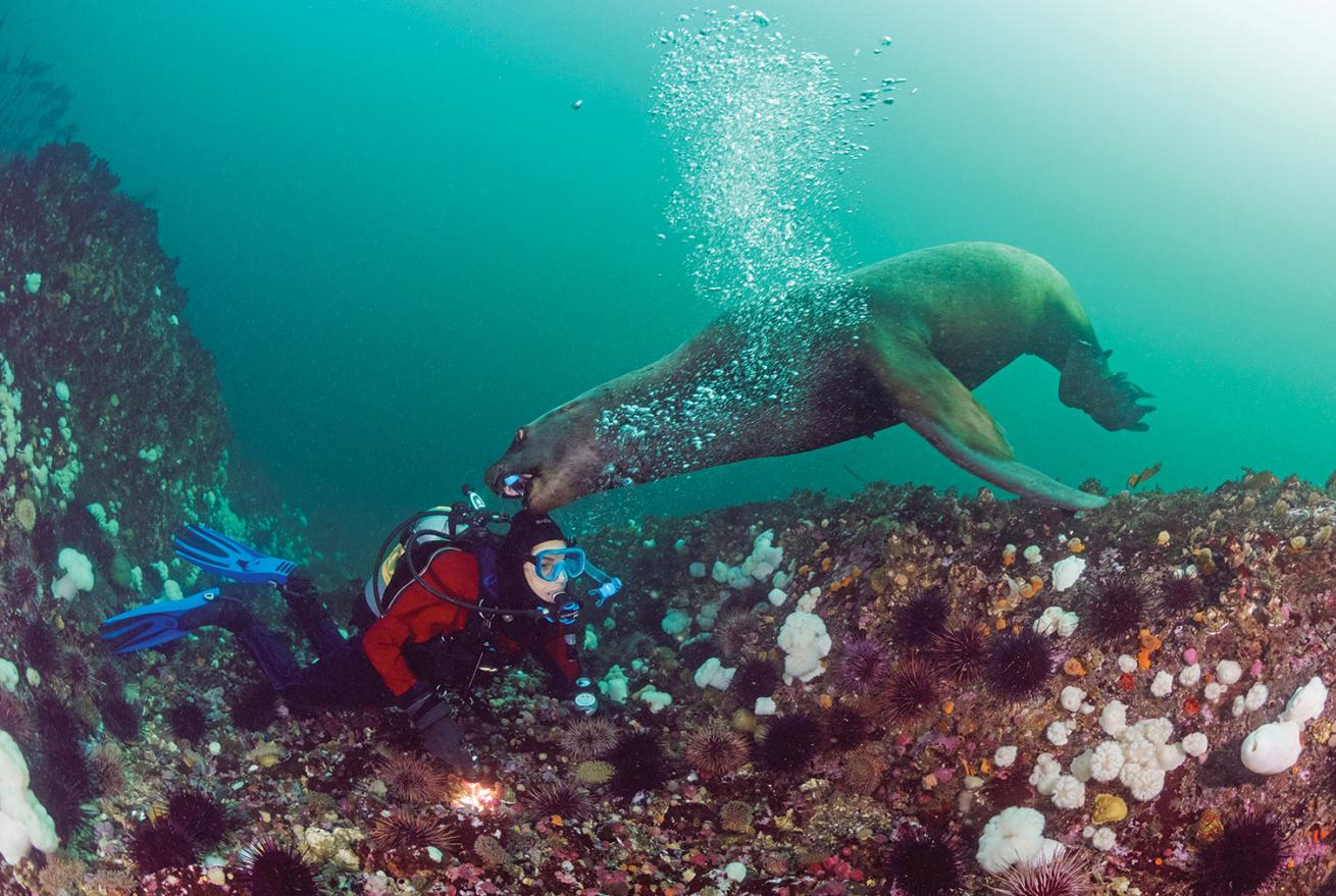 A Steller sea lion plays with a diver’s snorkel at Whale Island.