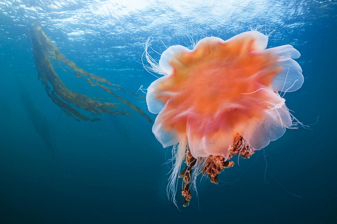 A lion’s mane jellyfish at Long Island.