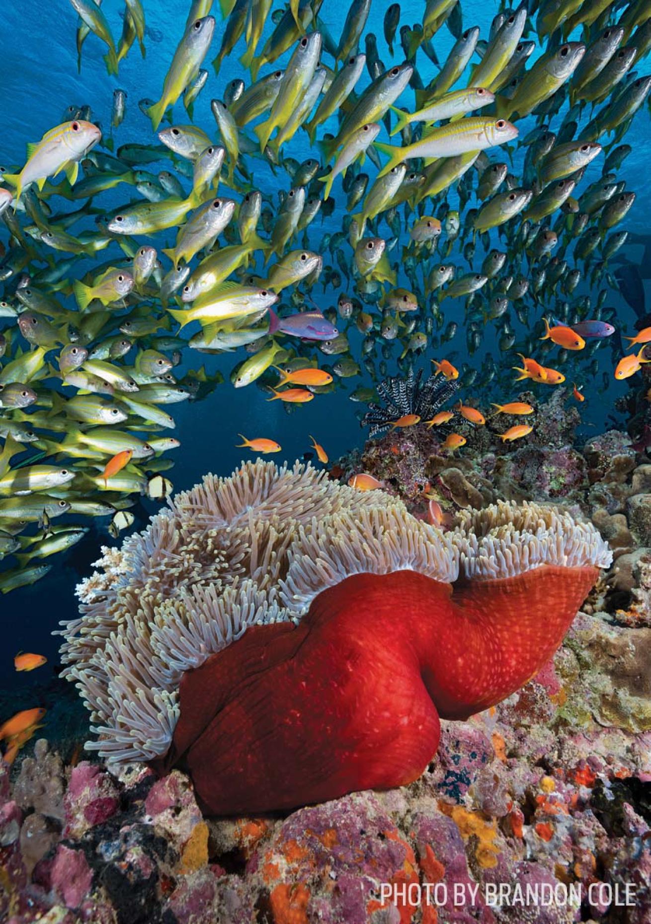 fish Great Barrier Reef