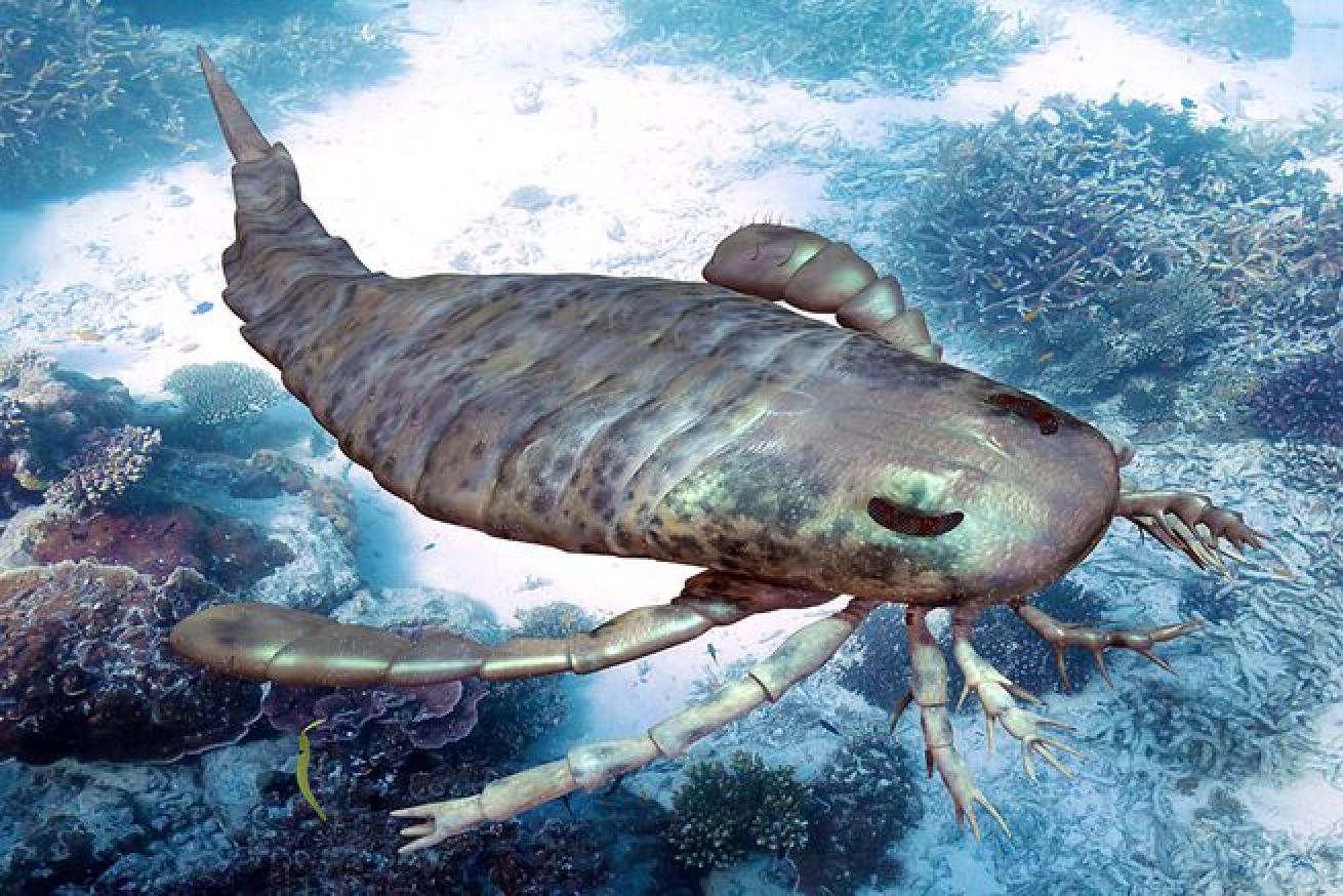 The cousins of modern-day scorpions, the Australian sea scorpion could grow beyond eight feet.