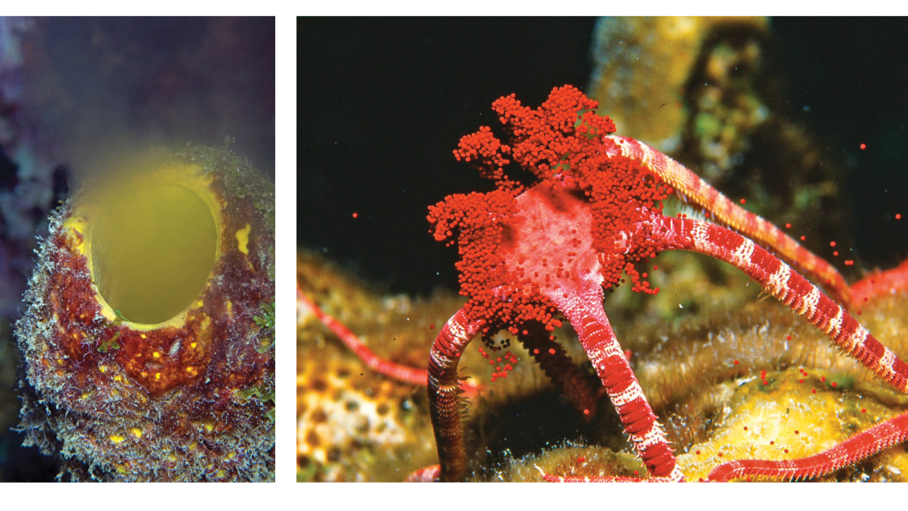From Left: Convoluted barrel sponge spawning; A ruby brittle star releases its eggs during spawning at night.