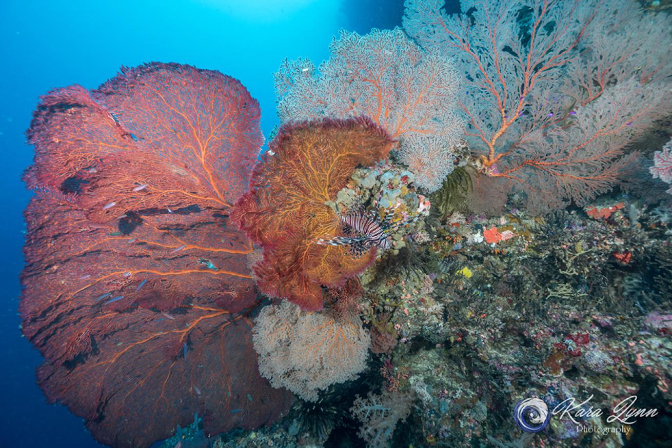 lion fish seen dwarfed by Gorgonian sea fan corals
