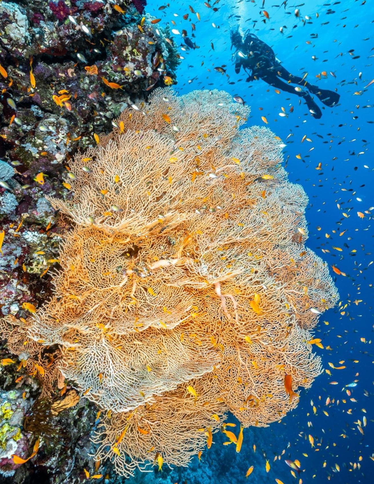 A diver marvels at a huge gorgonian sea fan at Elphinstone reef.