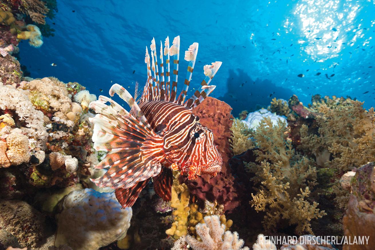 Lionfish Hunts Underwater