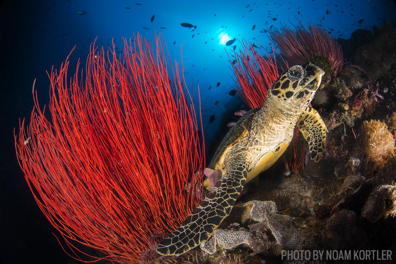 hawksbill sea turtle scuba diving photo