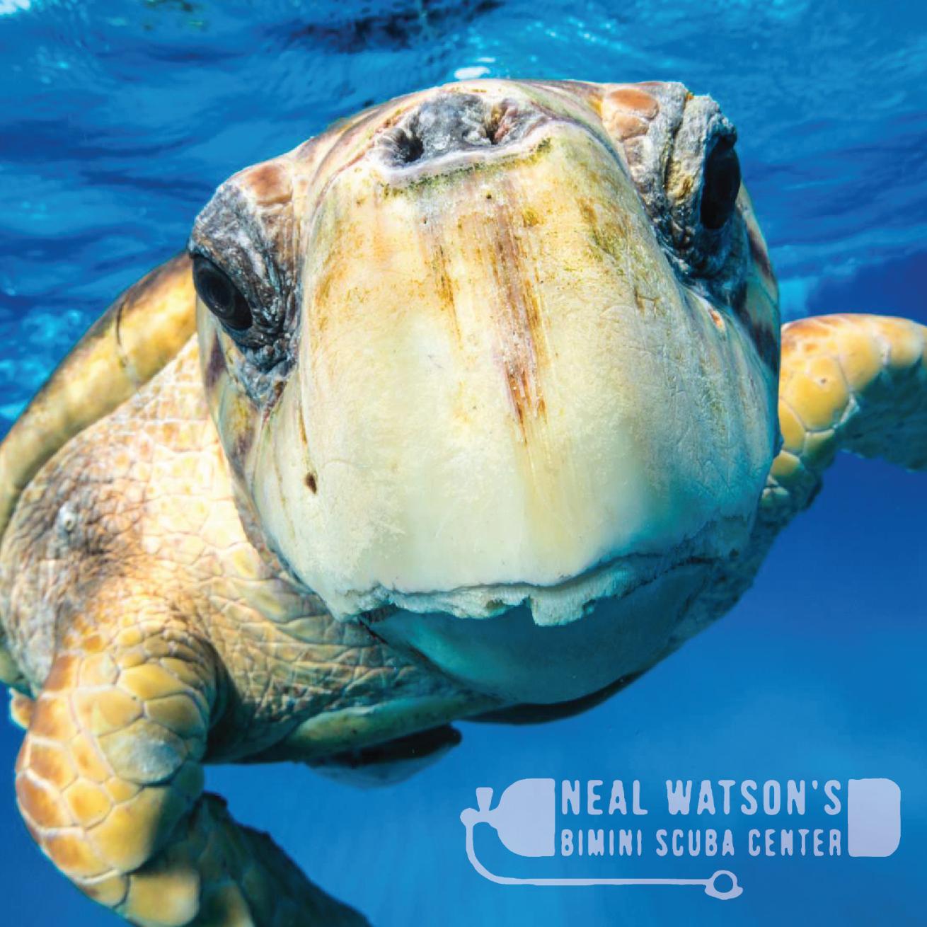 Bimini Big Game Club Resort & Marina