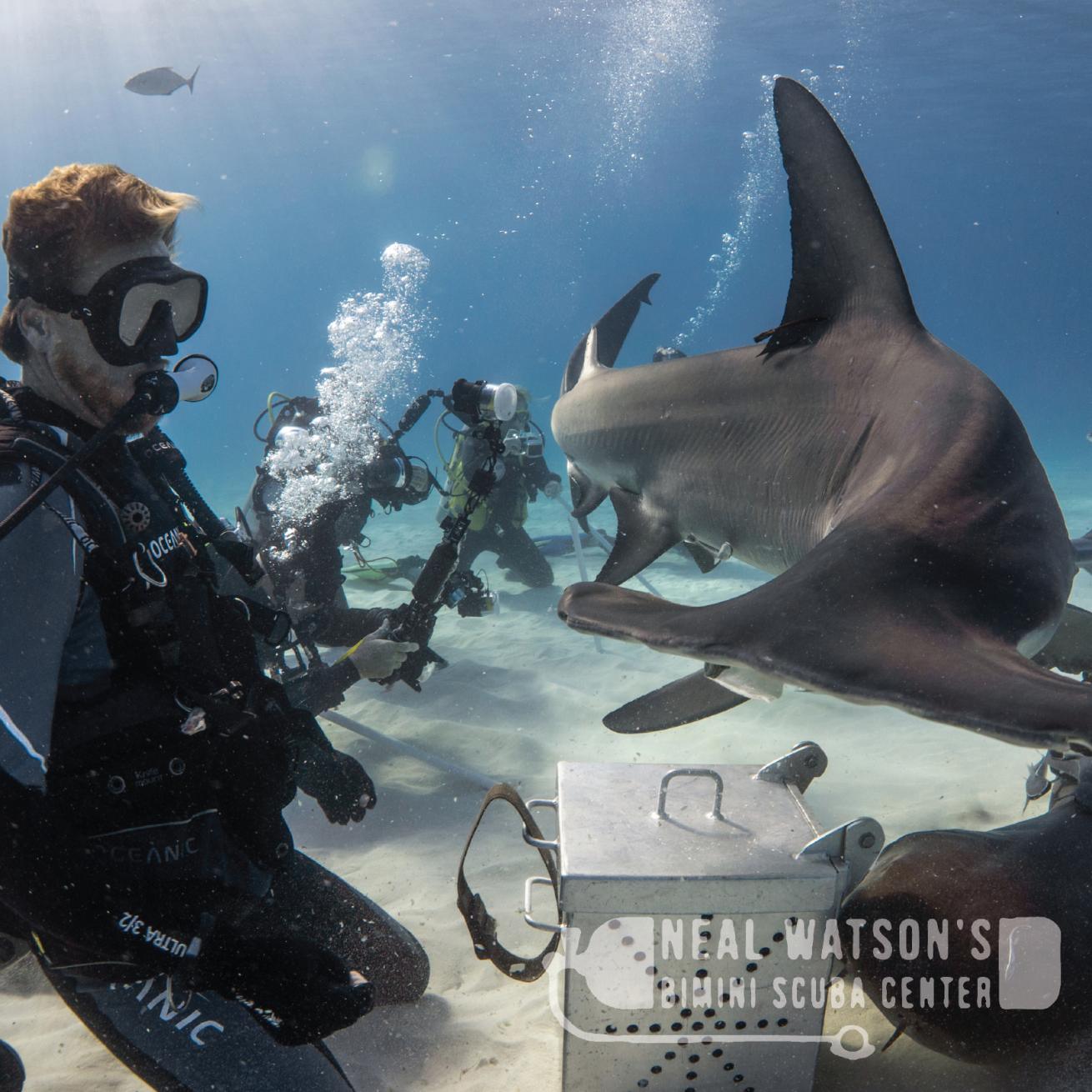 Neal Watson's Bimini Scuba Center hammerhead sharks