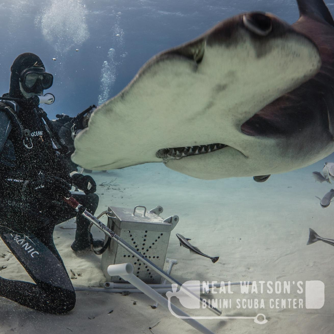 Neal Watson's Bimini Scuba Center hammerhead