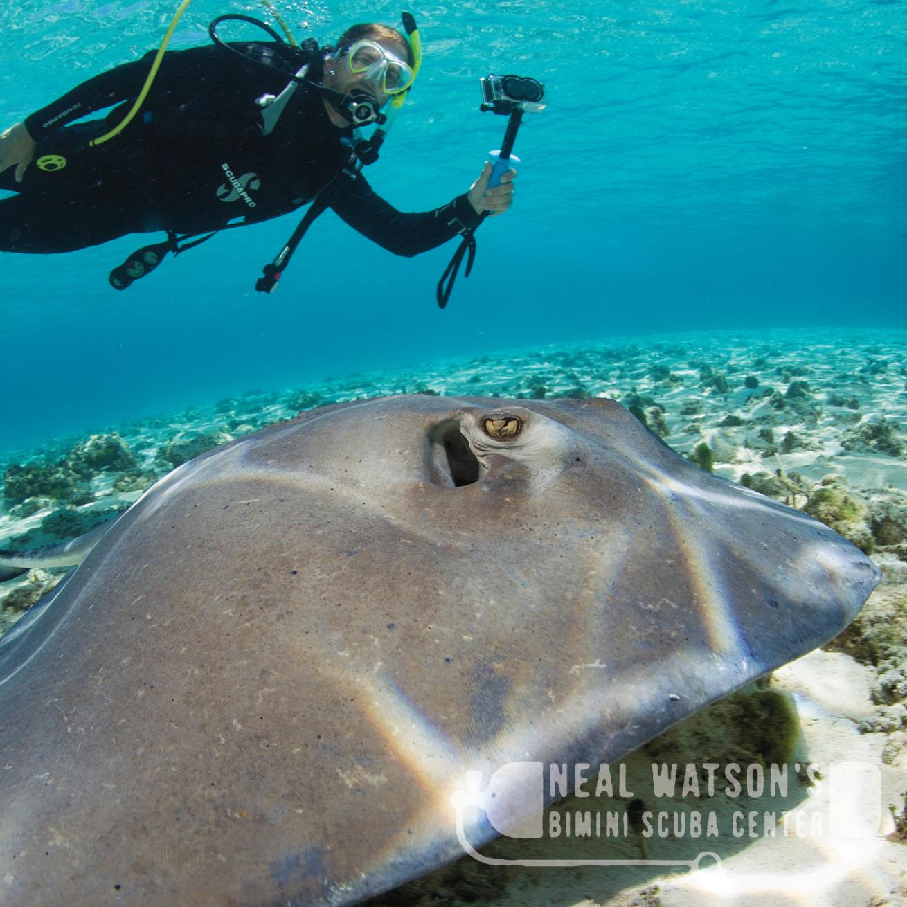 Neal Watson's Bimini Scuba Center stingray dive