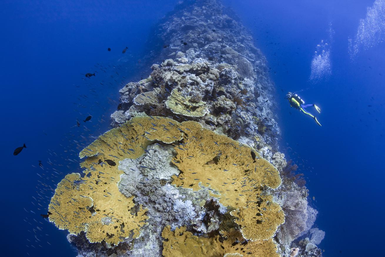 Wakatobi Blade Dive Site