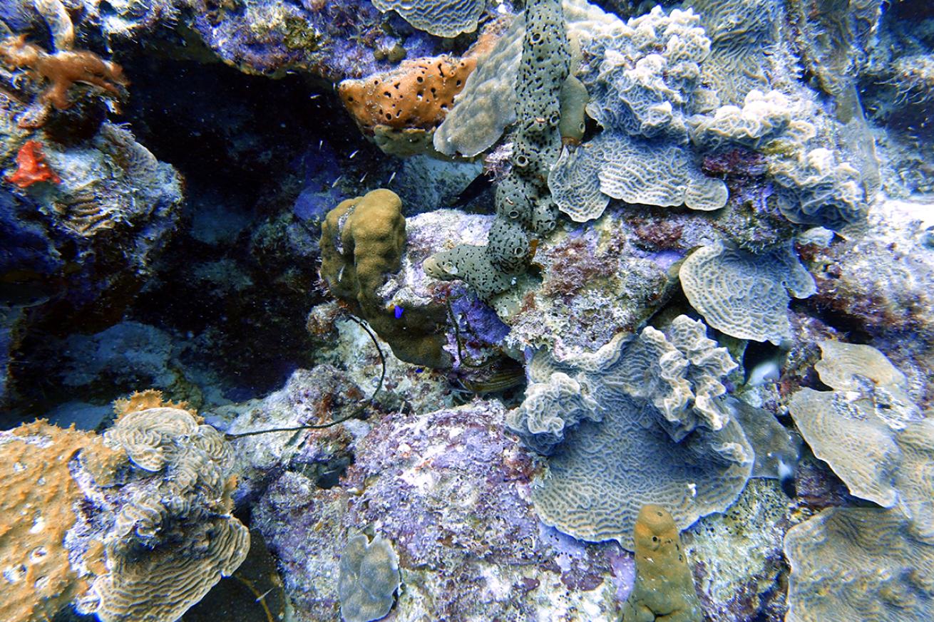 bleached coral
