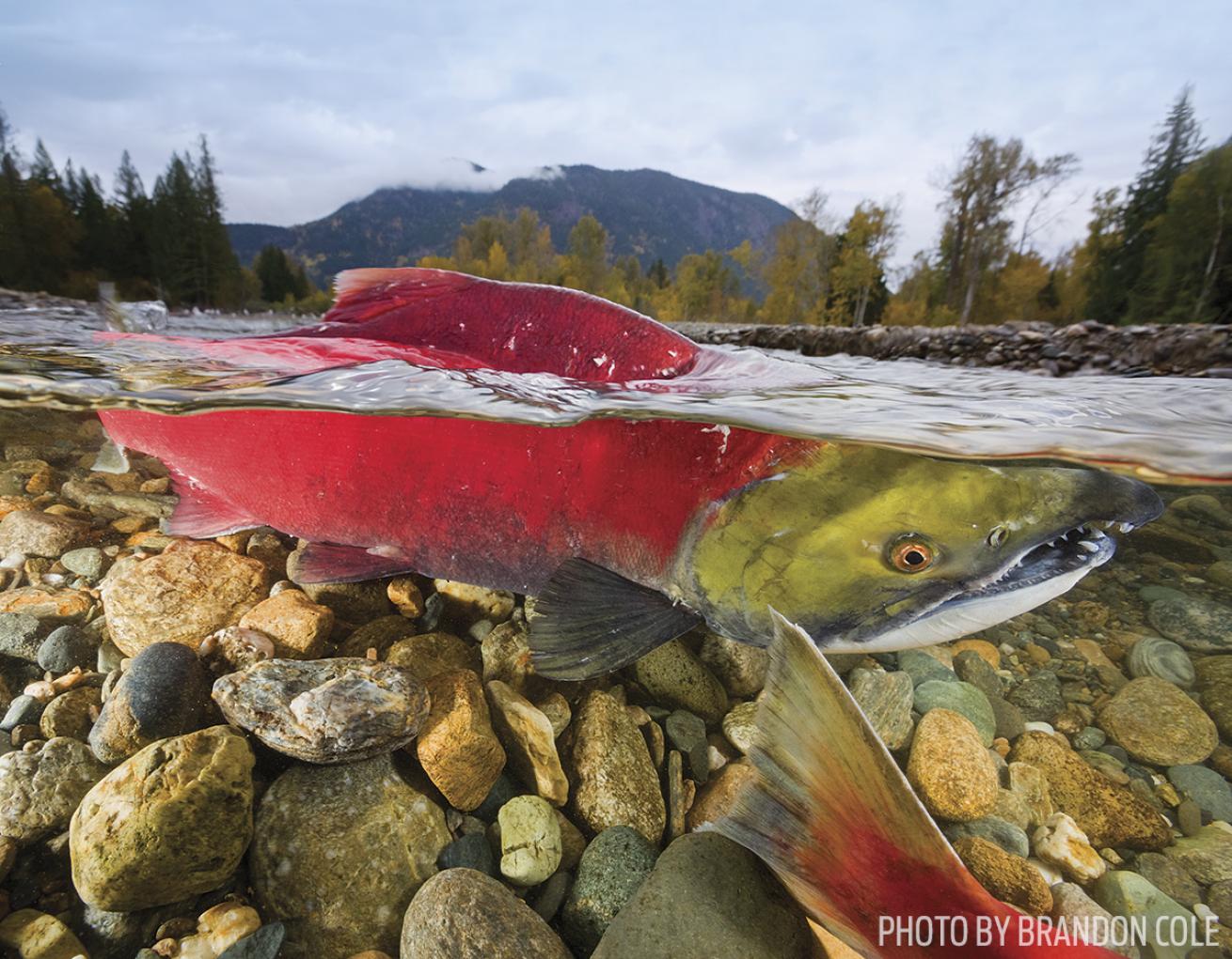 salmon british columbia photo