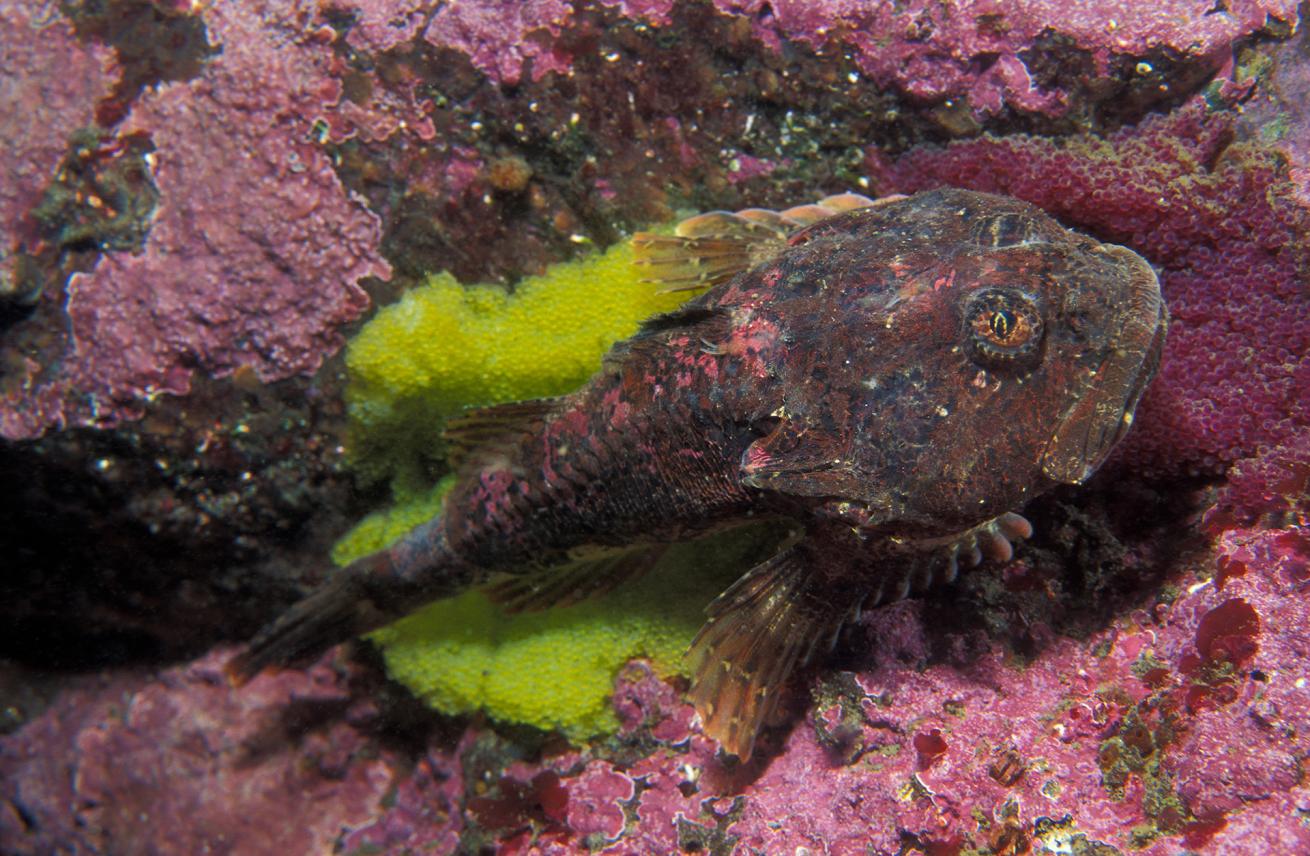 A buffalo sculpin (*Enophrys bison*) male guarding clutches of purple and yellow eggs in the Pacific Northwest.