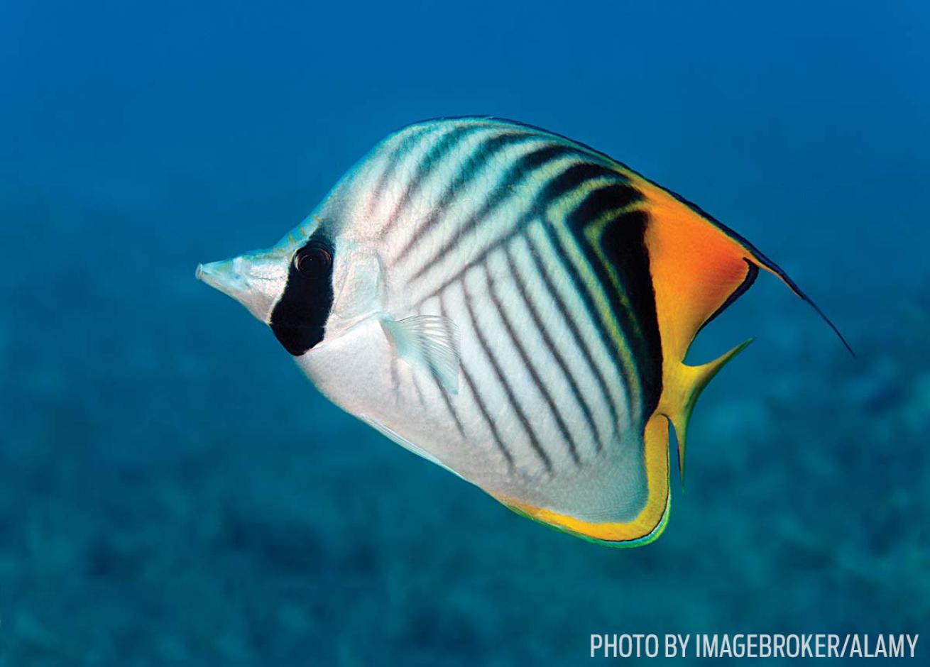 butterflyfish fish id tips