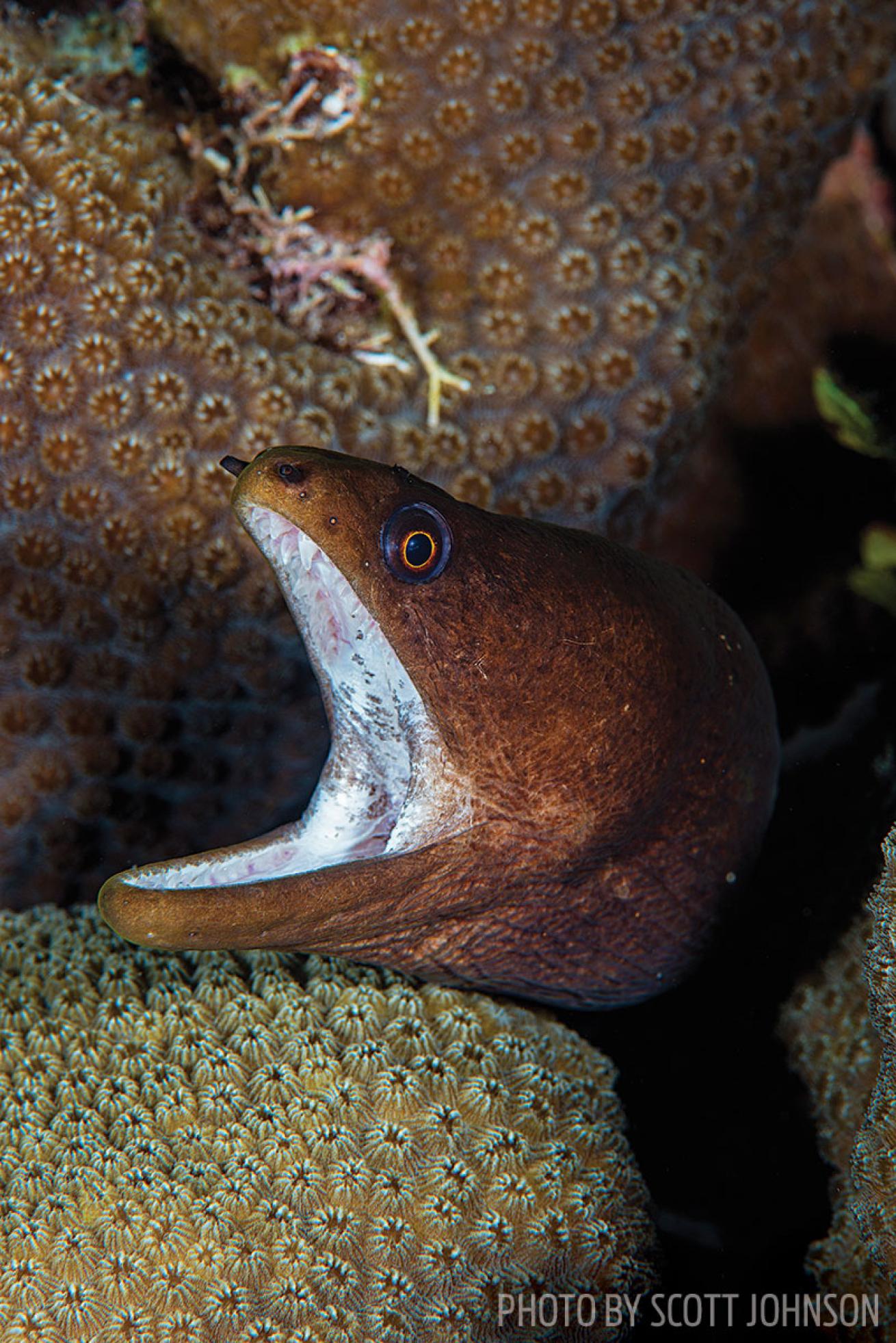 moray eel in cayman islands