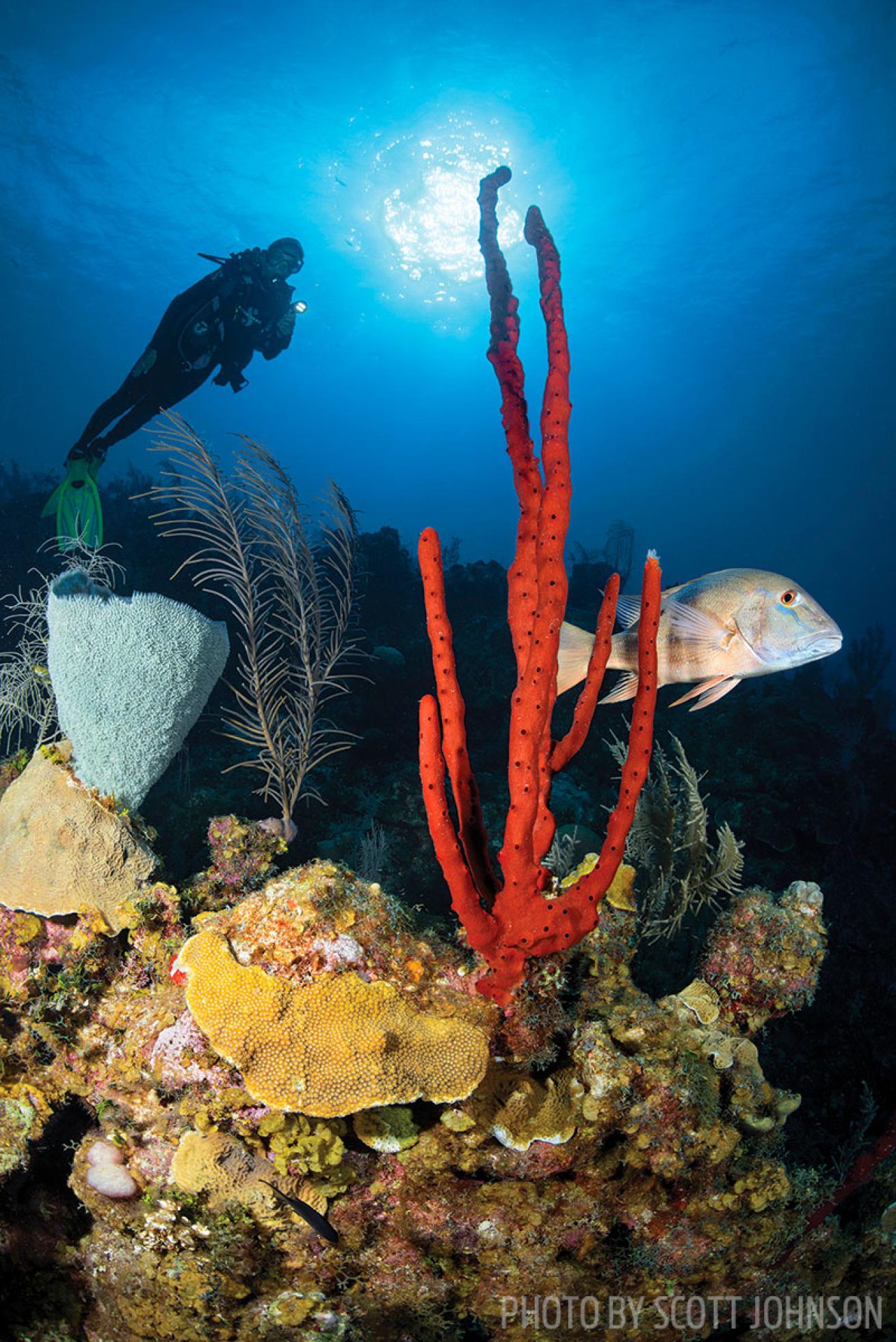 scuba diving cayman islands
