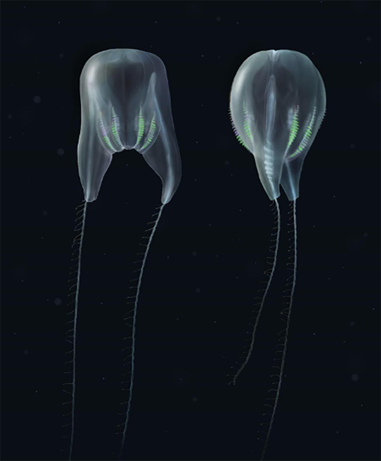 Comb jelly illustration