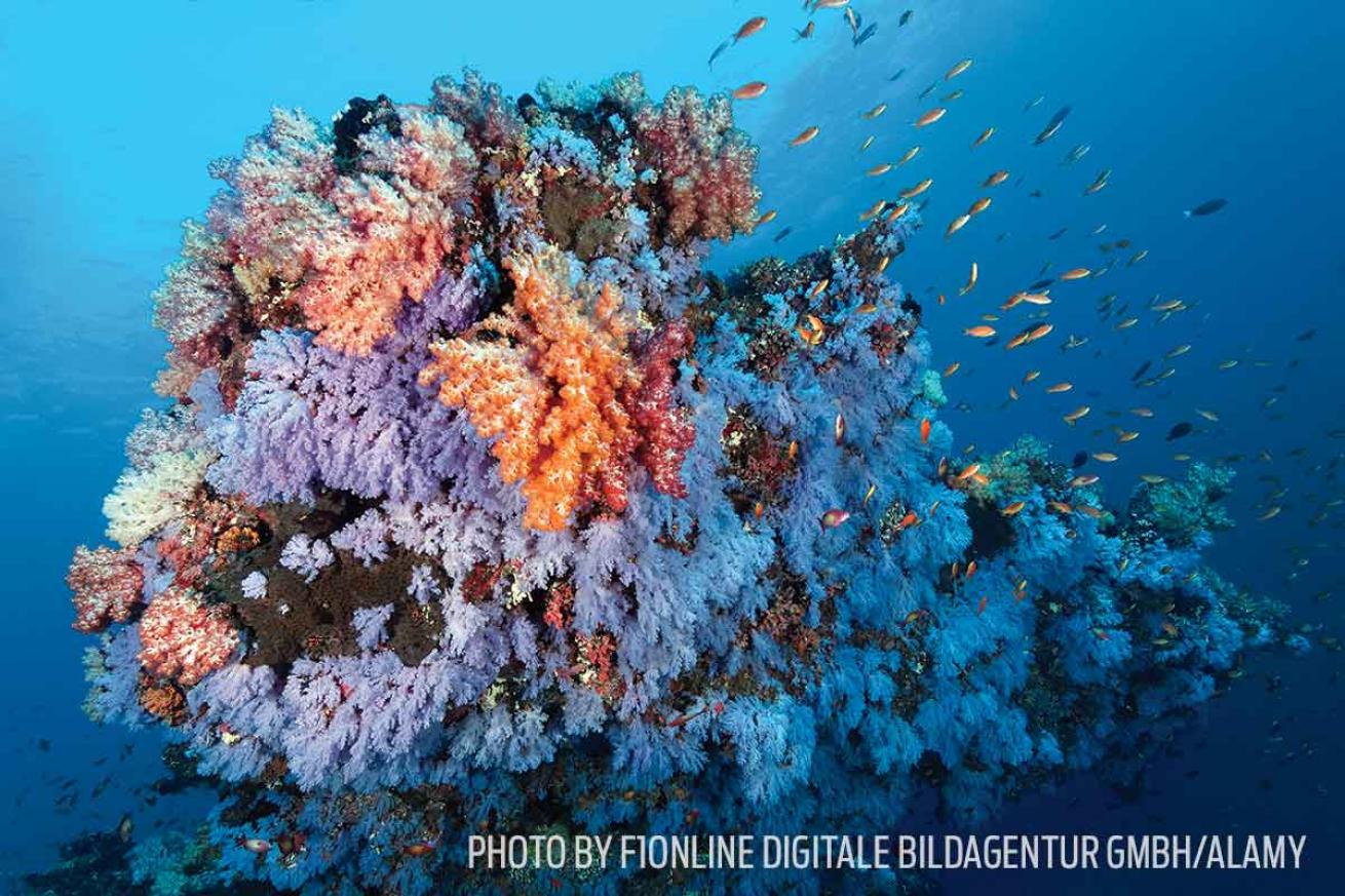 coral reef maldives