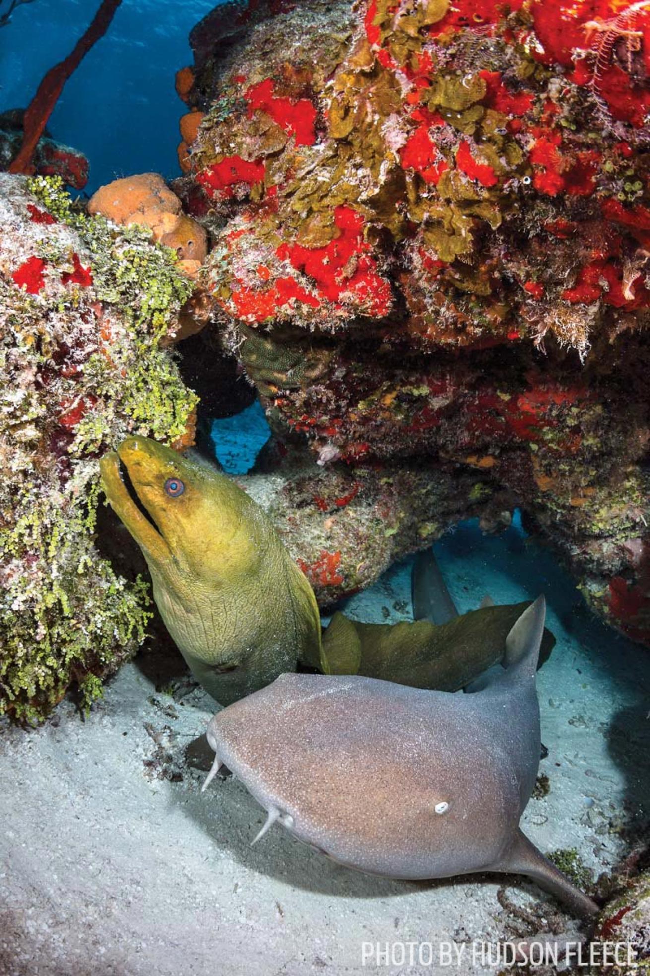 cozumel diving nurse shark moray eel