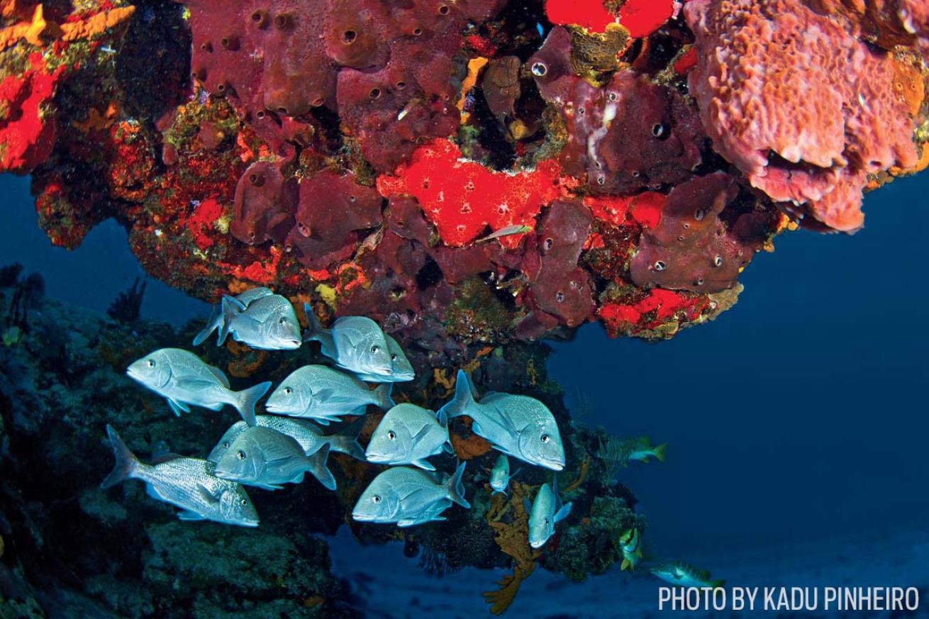silver fish cozumel scuba diving