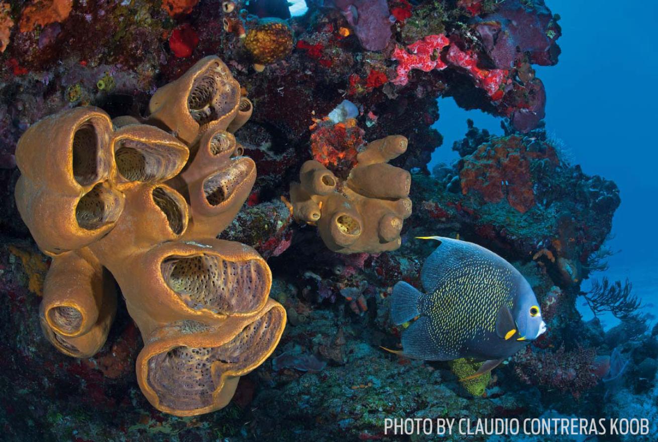 french angelfish sponges Palancar Reef Cozumel