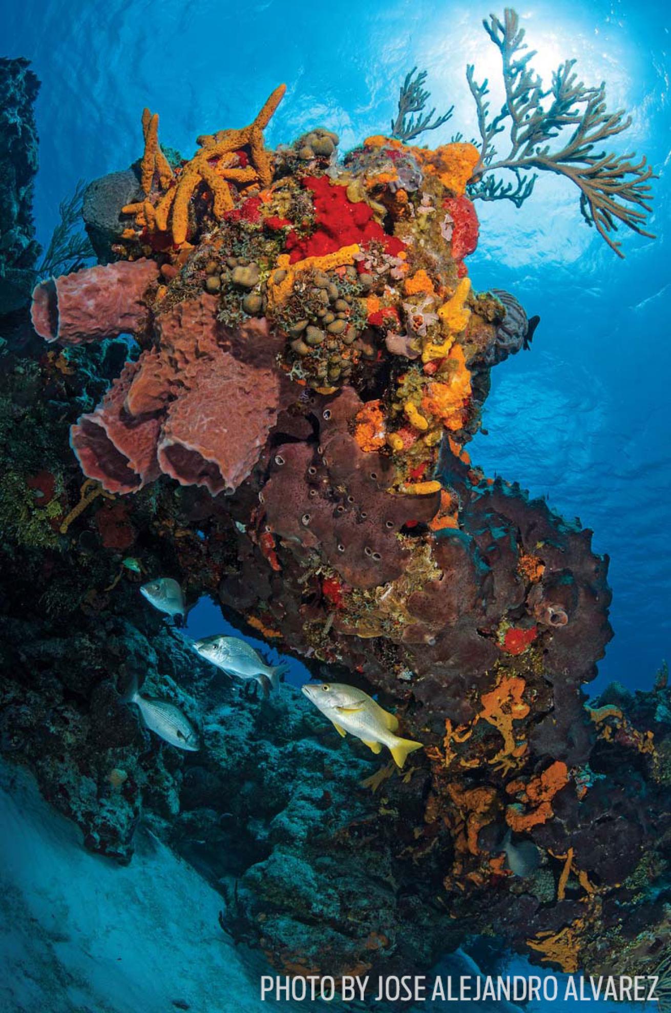 scuba diving cozumel coral reef