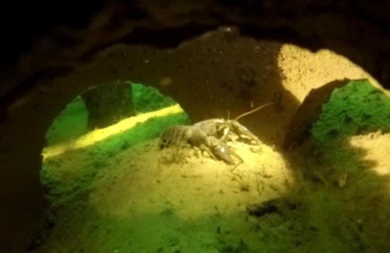 Crayfish sitting in a Reef Cube
