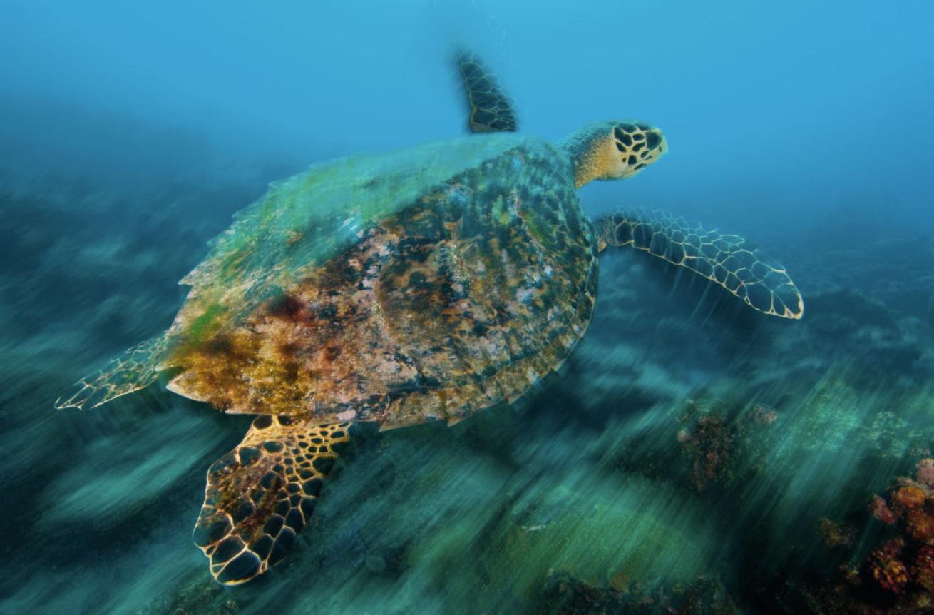 sea turtle