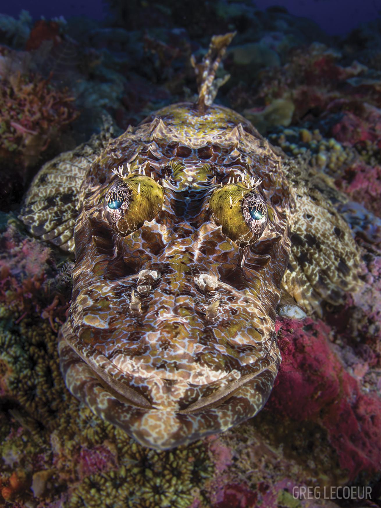 crocodilefish solomon islands