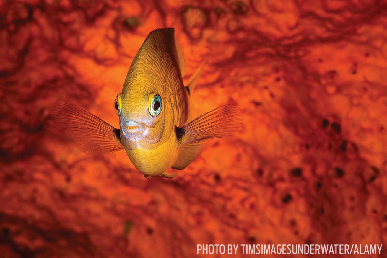 damselfish fish id tips